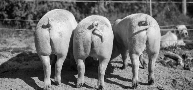 Ferme Pédagogique dans le Limousin