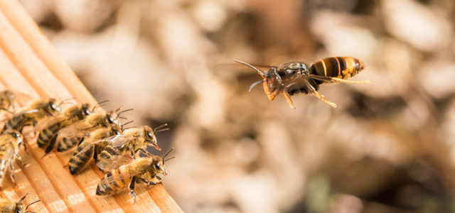 Frelon asiatique et Apiculture…