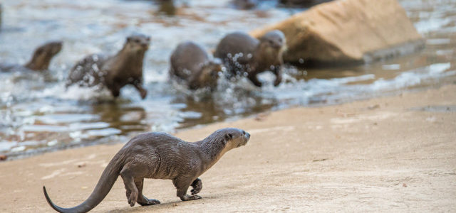 Singapore Otters